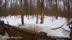 LIVE: На лесной опушке. Природа онлайн