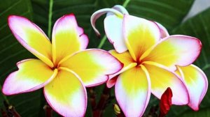 Духовность практикуют, Роберт Адамс.