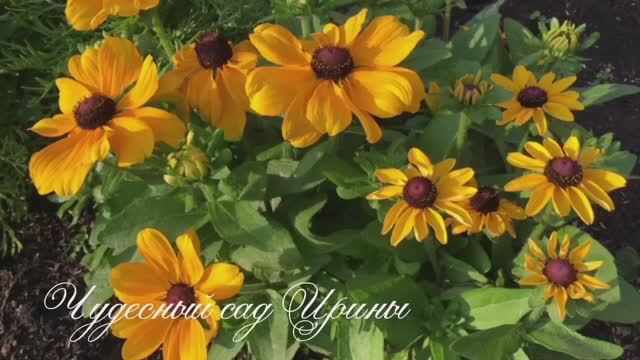 Рудбекия Тото и махровая