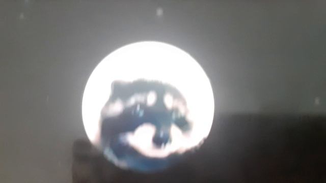 песня педро педро