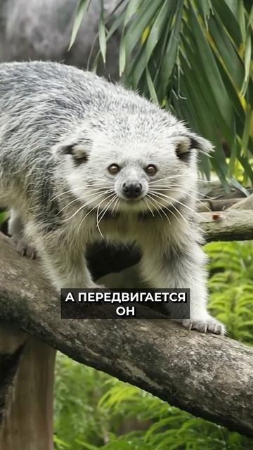 🤔 Неуклюжий хищник с милой мордашкой