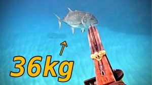 Подводная рыбалка / Полосатый джек, 36 кг