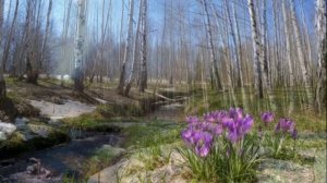 Весенний день в лесу/ A spring day in the forest #видеодляфона #природа #nature #relaxingvideo