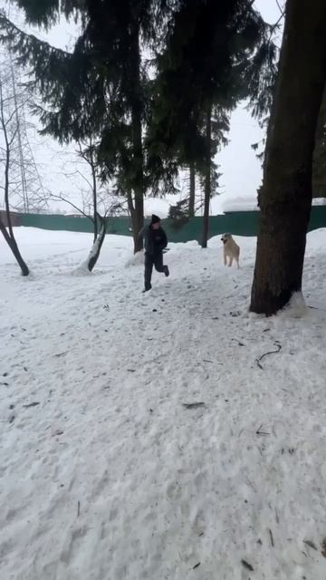 Самый высокий алабай Дома Больших Собак Лëва 🍀 ищет 🏠 ❗Рост в описании 🎥 #собака #алабай #любоаь