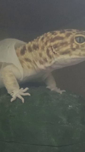 Марти начал линять... 1 марта 2026 г.