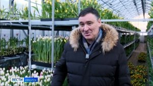 Новый рекорд. В горзеленхозе Иркутска вырастили 1,2 млн тюльпанов к 8 марта