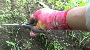 2273.  А для чего лук стригу?