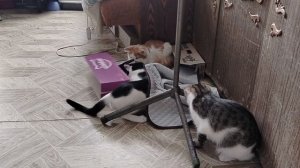 ПАРОДИЯ НА РАЗБОРКИ в малом пузыре РУТУБА в исполнении кошек