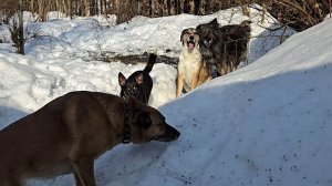 Солнечный день, прогулка по скользкой дорожке и любимые деревяжки