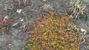 Обзор цветников, которые рядом с дорогой.