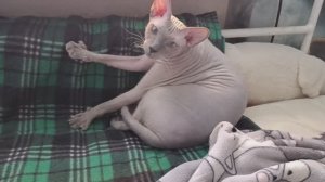 разные покупки)) новый террариум))