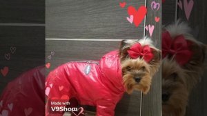 Йоркширский терьер