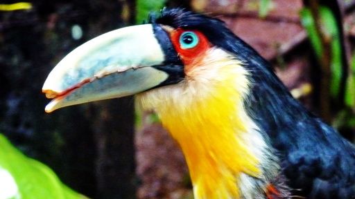 Америка Южная  часть1