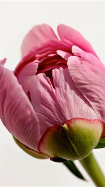 Подарите заботу о здоровье— любимой девушке, маме, подруге или себе