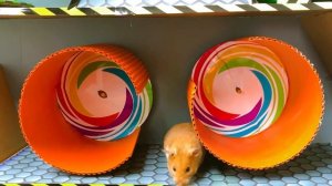 Борьба с вирусом Covid. Монстр спасает хомяка в «Хомячьих историях»