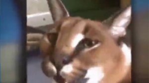 шлема эдит( шлëпа против фурри!