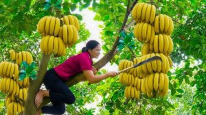 Таймлапс собираем в гигантском лесу бананы и другие тропические фрукты.