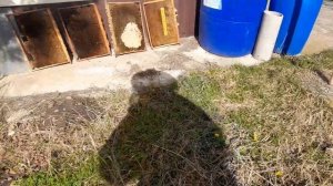 ВОТ И ВЕСНА! 🐝 1.03.2026 г. #пасека #пчелы #пчеловодство #хобби #весна