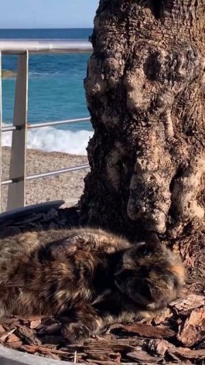 #веснедорогу
Весна в Крыму