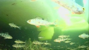 1000010979.mp4Волга гл.2м.03.03.2026г.