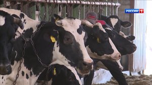 В Кировской области намерены увеличить производство молока