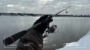 Острые зубы или злая бровка?