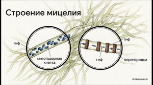 Биология 7 класс параграф 22 ОБЩАЯ ХАРАКТЕРИСТИКА ГРИБОВ краткий пересказ