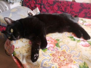 общаюсь вместе с вами