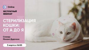 Вебинар «Стерилизация кошки: от А до Я. Как принять решение и подготовиться»