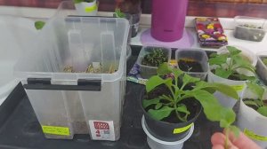 Черенки с петунии,колеуса,немезии🌱Размножаю красоту🪻🌸