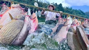 Традиционные навыки рыбалки. Использование 100 бамбуковых удочек для поимки большого косяка рыбы