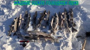 Жадные удары голодных щук! #щука #зимняярыбалка #рыбалка #хмао