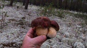 Памяти Григорича \ Поехали на рыбалку, а нарвались на армию БОРОВИКОВ \ Сентябрь 2020