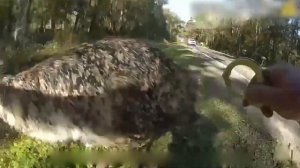 Полицейские Против Диких Животных | Камера Засняла Всё