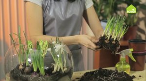 Композиция из луковичных растений своими руками. Весенняя идея!