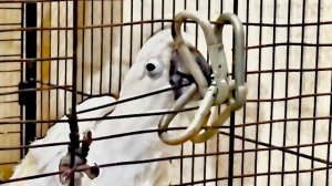 Попугай Жора ГОТОВИТ ПОБЕГ, а у всех остальных какаду сегодня банный день)))