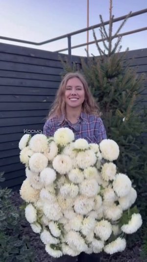 Сиренево белый сад из однолетников с нуля