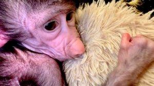 Влад дал Николь ее лежанку, как же она рада❤️