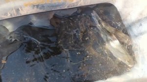 Ранняя весна. Рыбалка на реке с разведкой