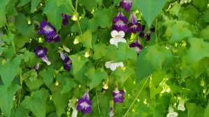 🌺Азарина лазающая, посев на рассаду