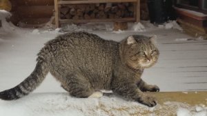 ДНЕВНИК лесного кота Барсика 03-03-2026