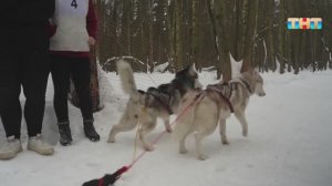 Как прошла гонка на собачьих упряжках в Ступино?