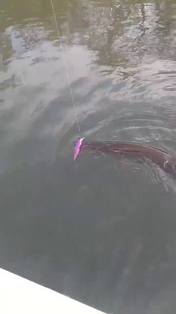 Клюнула чертовка