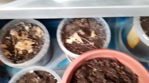 ЖЕНЬШЕНЬ НАЧАЛО СЕЗОНА 26