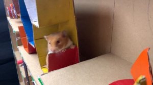 Забавные ситуации во время беременности: хомяк против арбуза. Лабиринт в «Истории про хомяка»