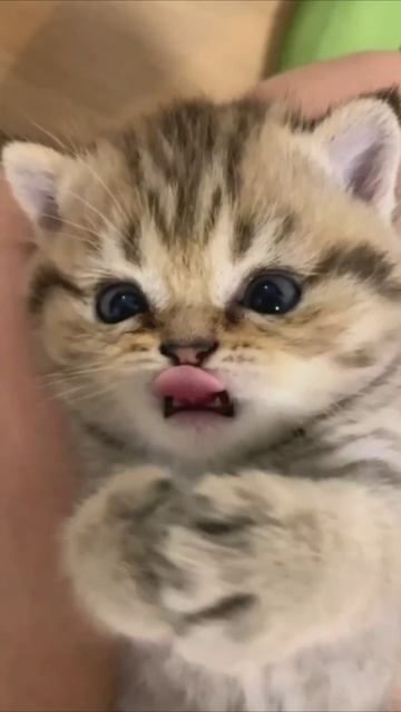 Смешные коты #113-4