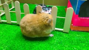 Хомячок, пожалуйста, вернись домой! Рецензия на книгу «Хомячок в школе»