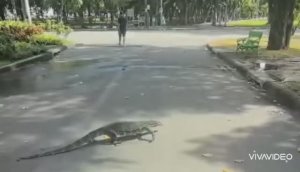 ТАЙЛАНД. БАНГКОК. ПАРК ЛЮМПИНИ. ВАРАН