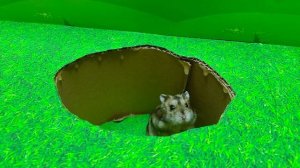 Ищу Хомячка! Уборка в доме с Хомячком в «Историях о Хомячках»