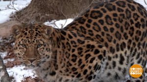 Как спасают редких животных. Доброе утро. Фрагмент выпуска от 03.03.2026